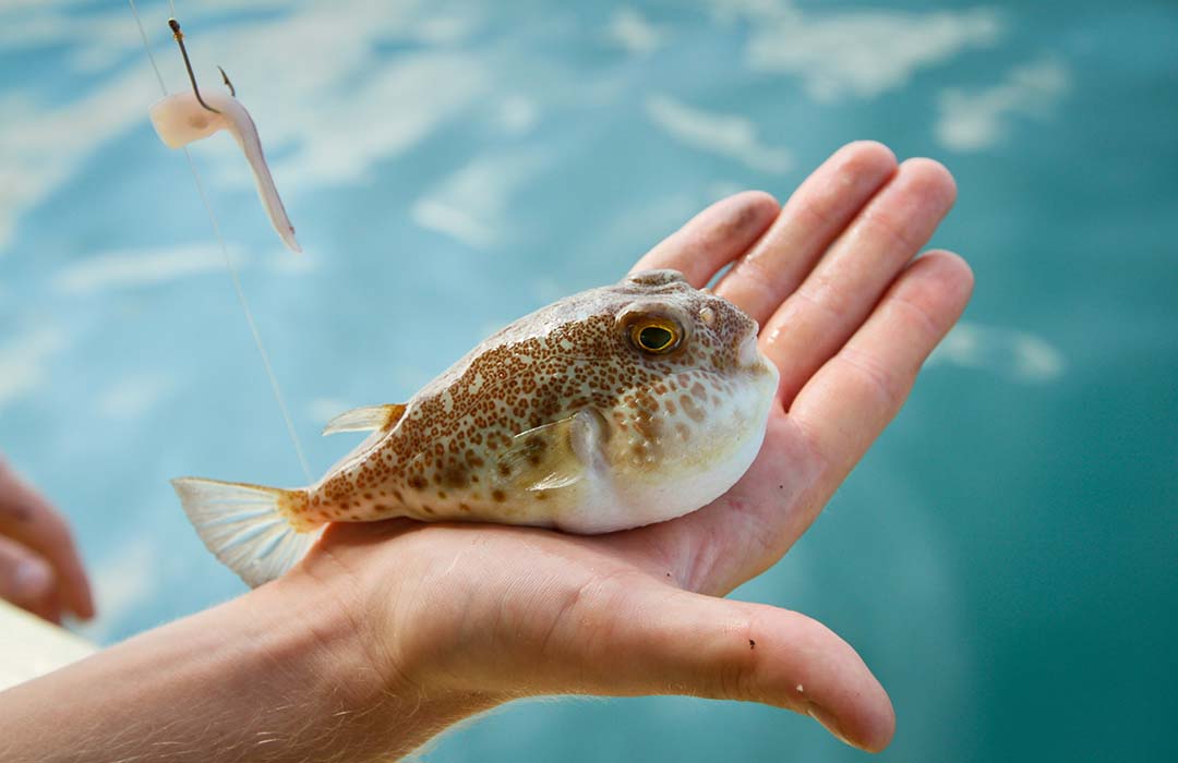 Il Fugu Pesce Palla Pericoloso Prelibatezza Potenzialmente Mortale